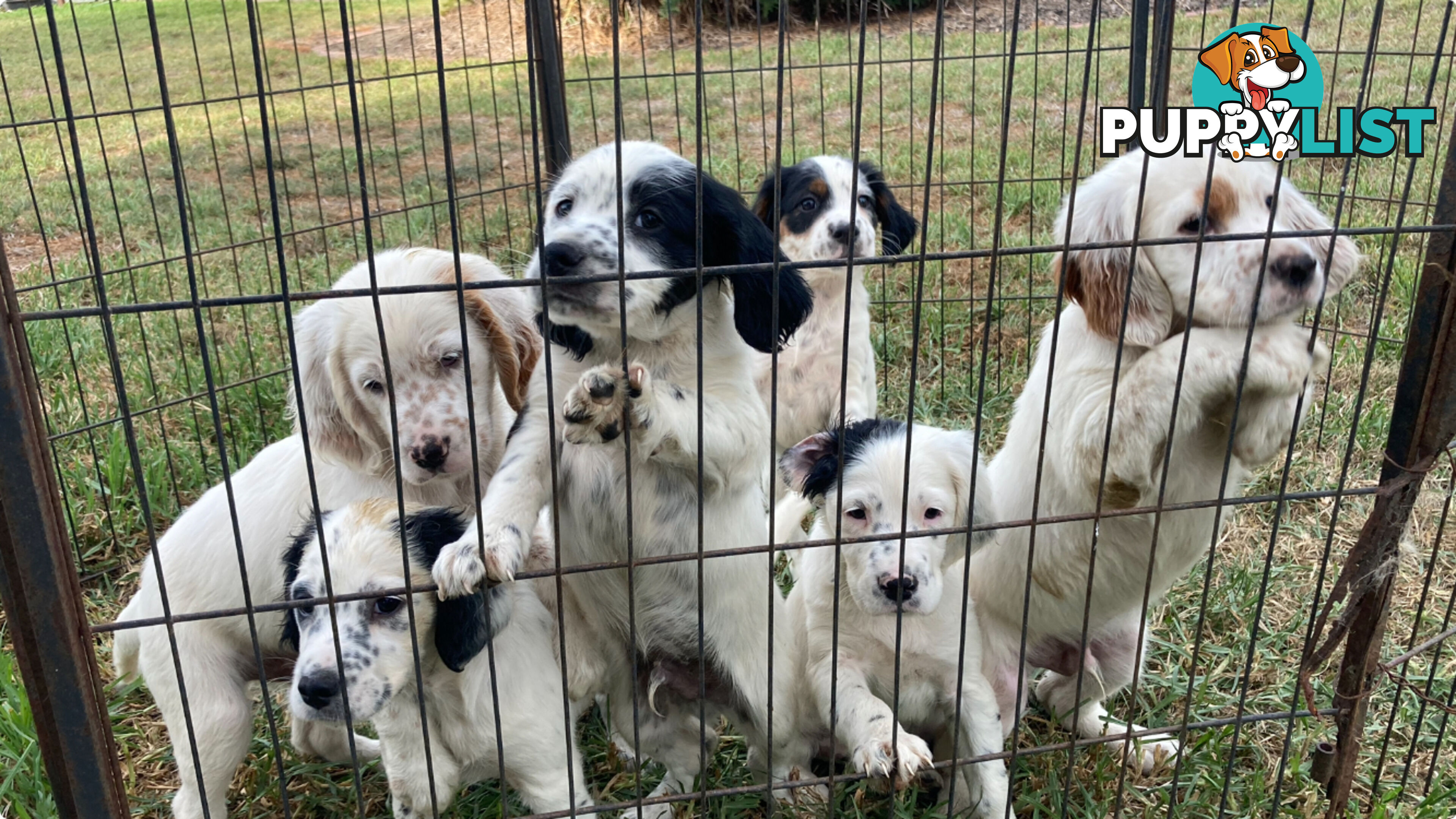 Brittany x English Setter puppies