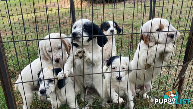 Brittany x English Setter puppies