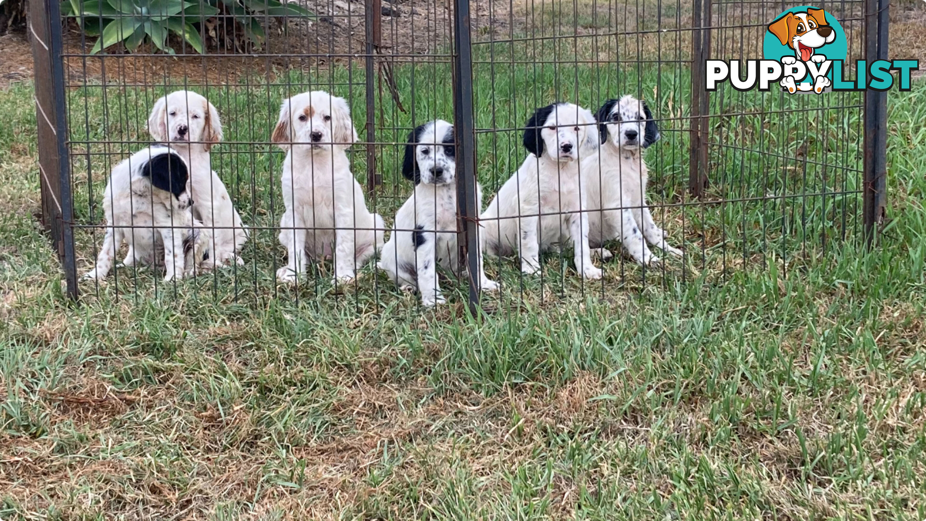 Brittany x English Setter puppies