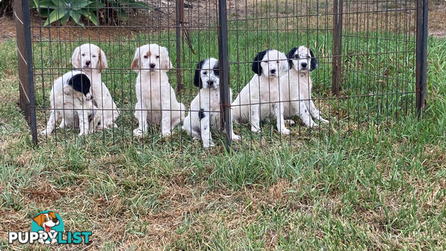 Brittany x English Setter puppies