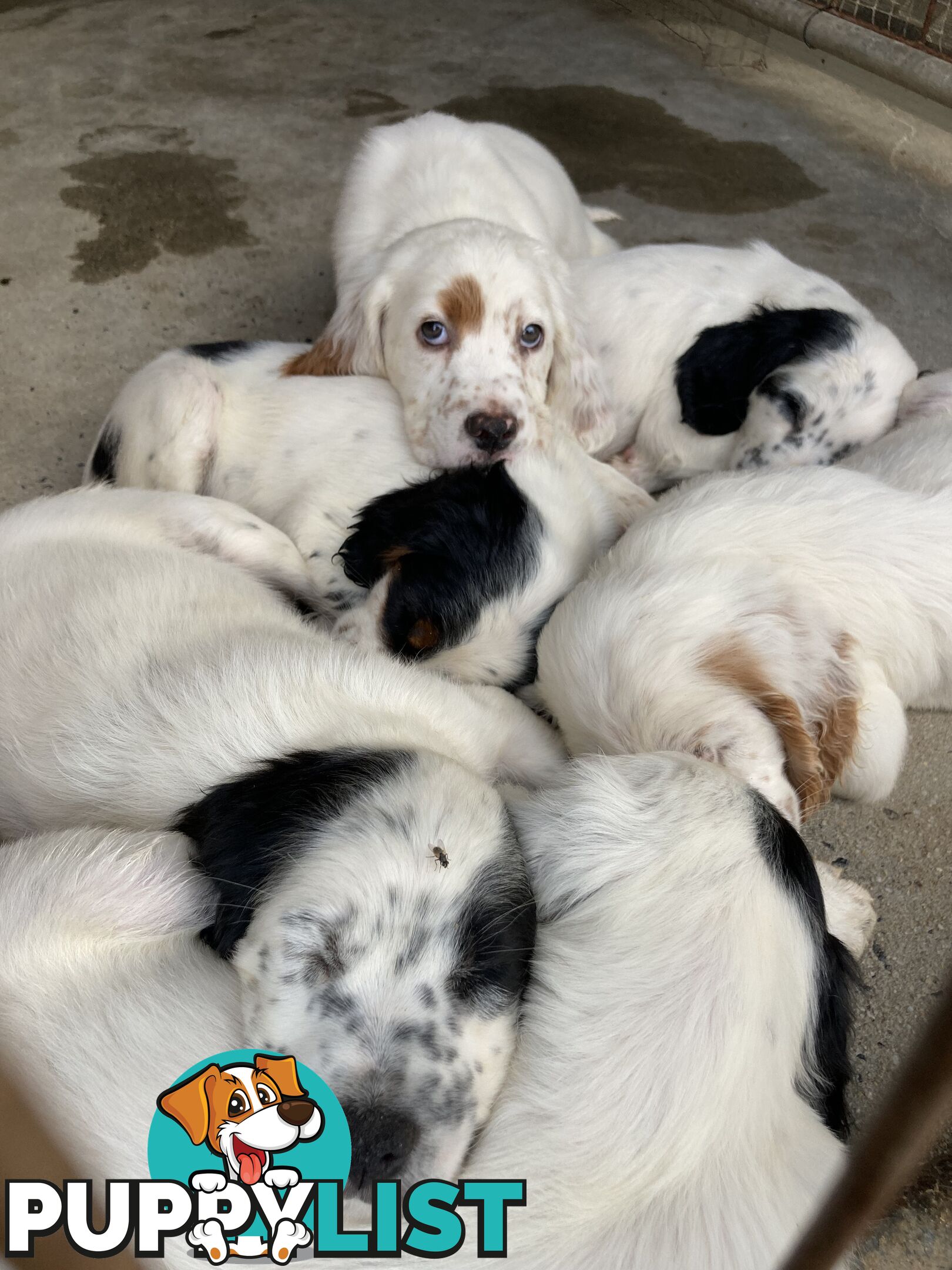 Brittany x English Setter puppies
