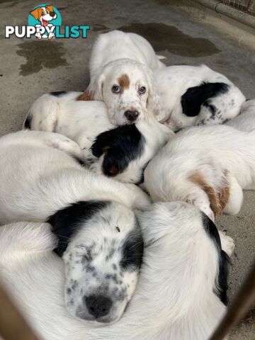 Brittany x English Setter puppies