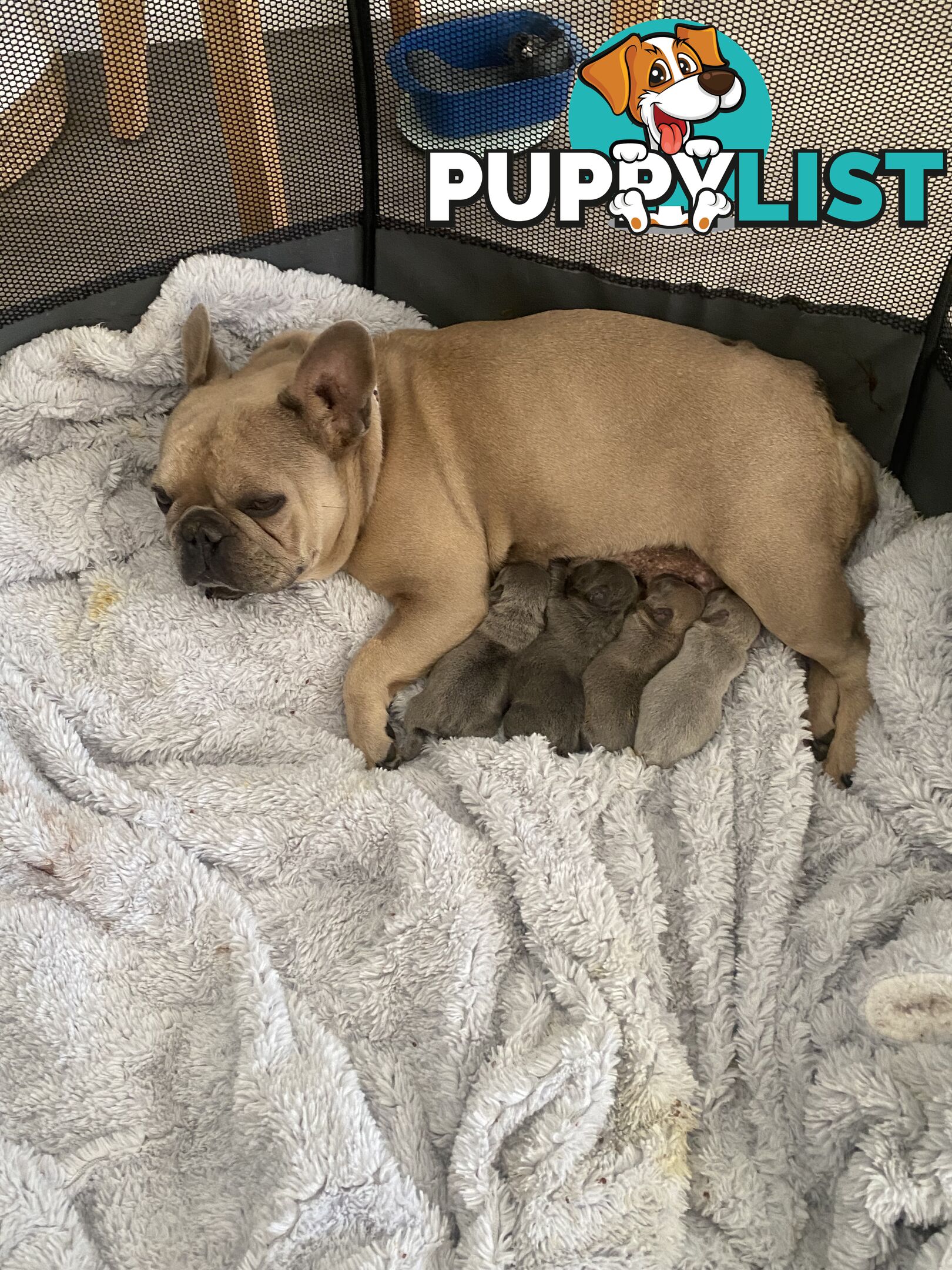 French Bulldog puppies