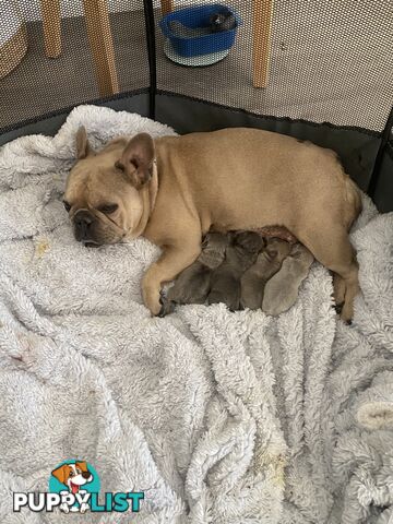 French Bulldog puppies