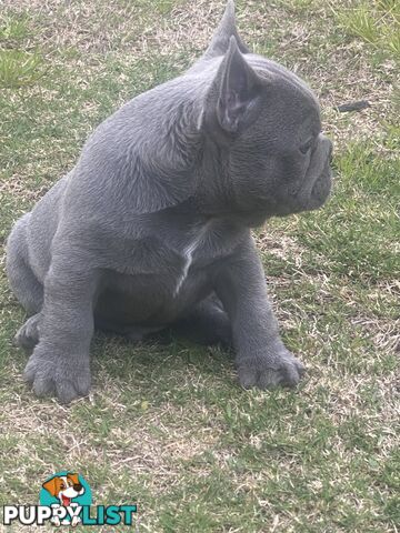 French Bulldog puppies