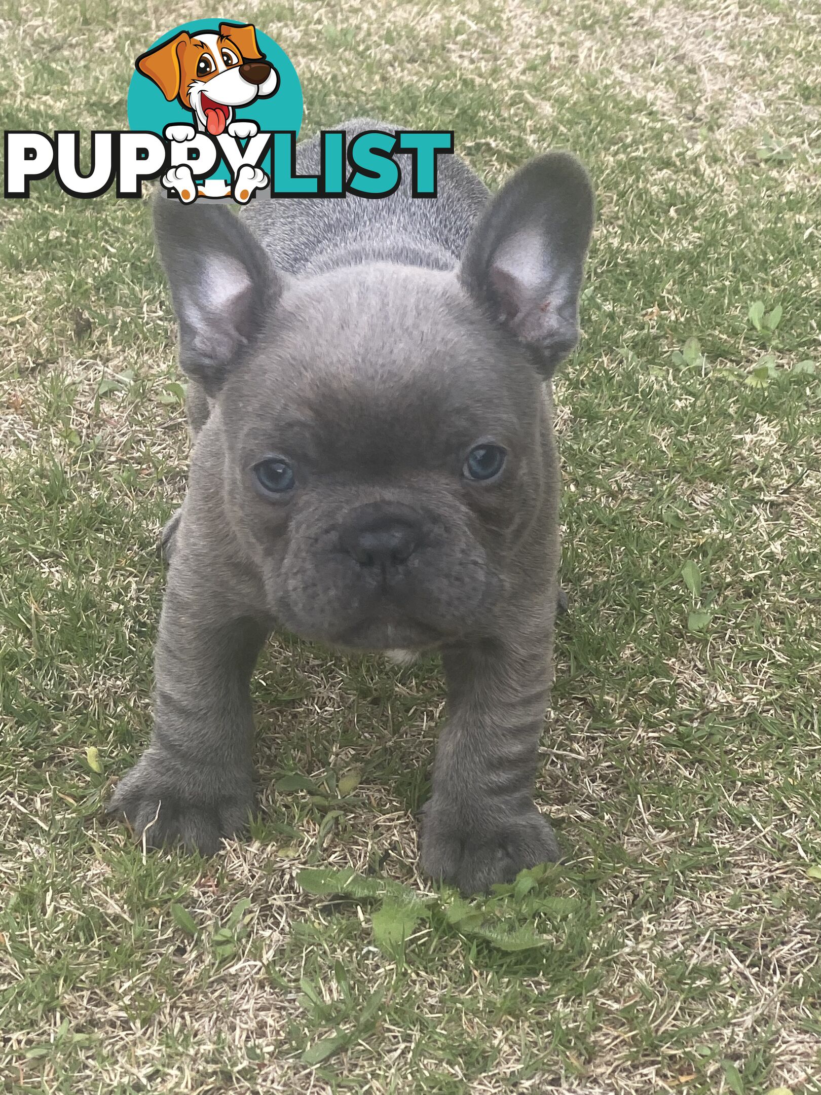 French Bulldog puppies