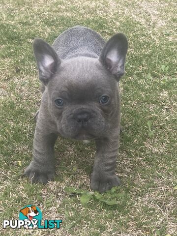 French Bulldog puppies