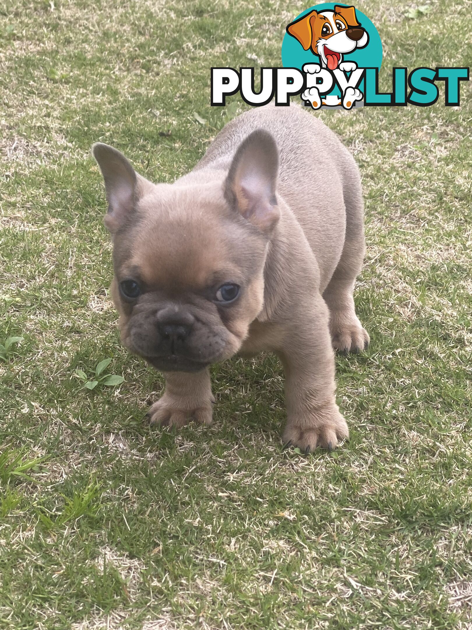 French Bulldog puppies