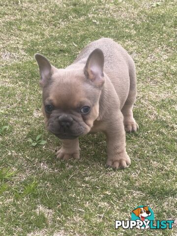 French Bulldog puppies