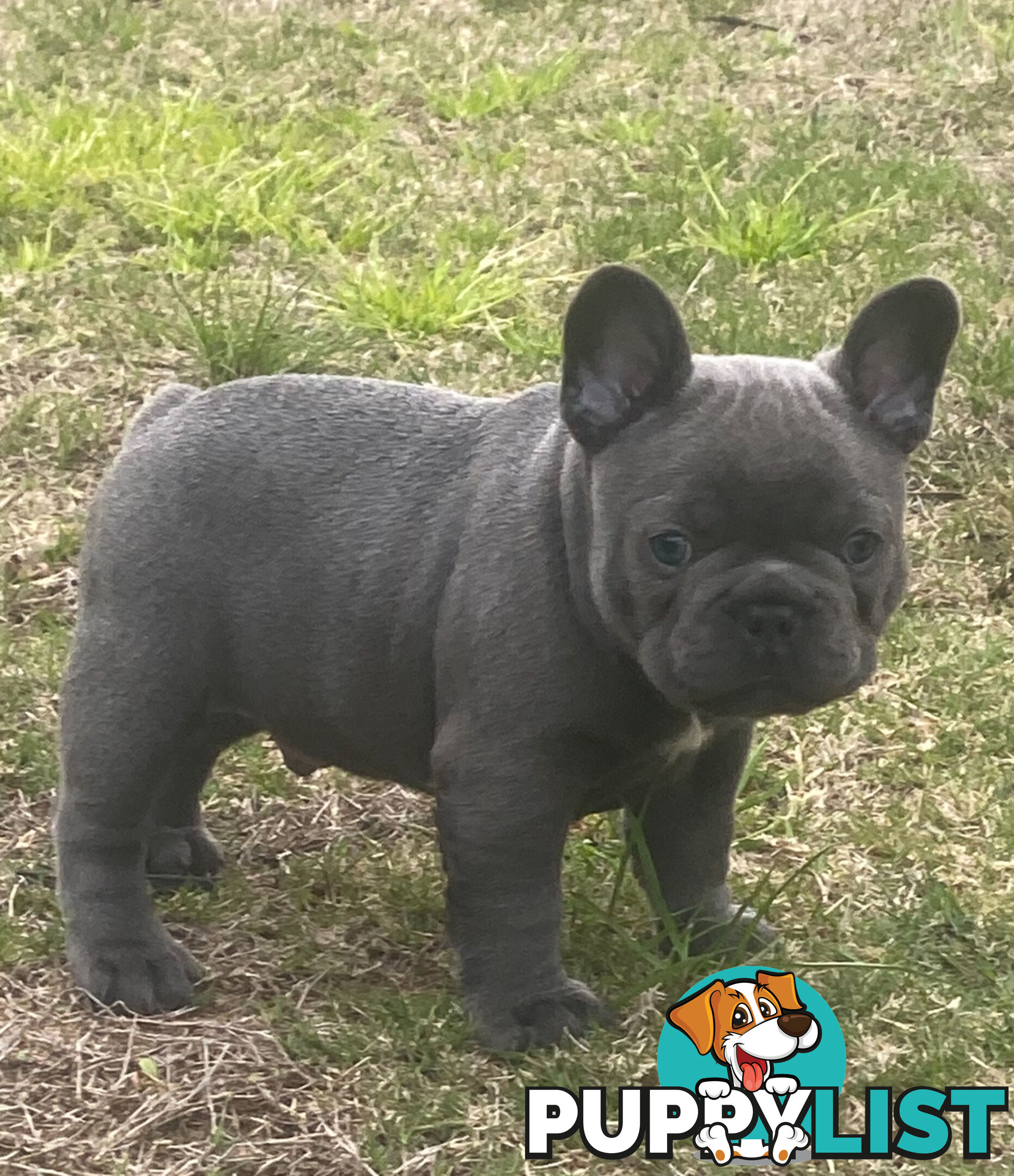 French Bulldog puppies