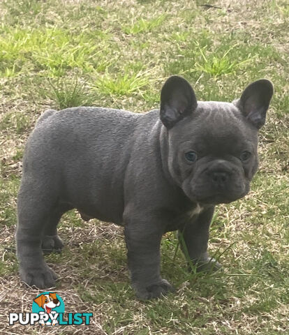 French Bulldog puppies