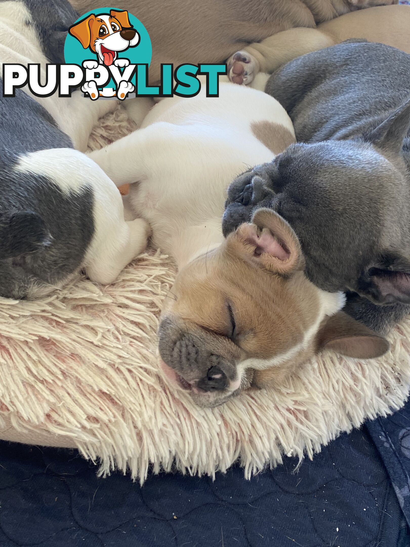 French Bulldog puppies