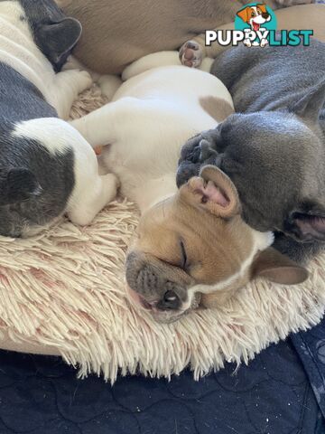 French Bulldog puppies