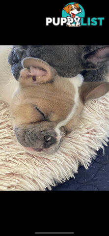 French Bulldog puppies