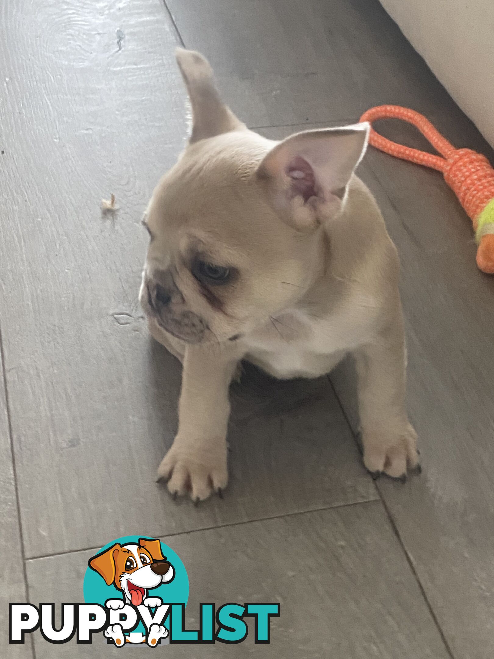 French Bulldog puppies