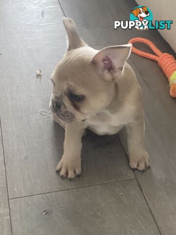 French Bulldog puppies