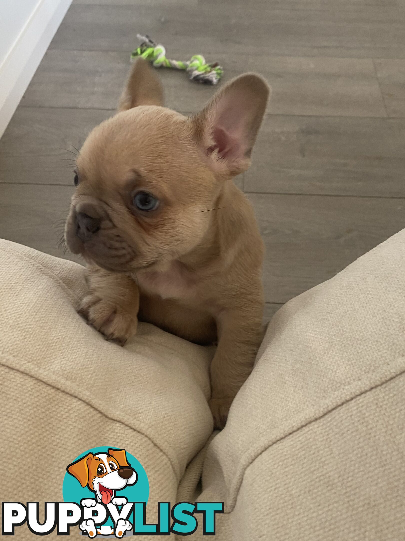 French Bulldog puppies