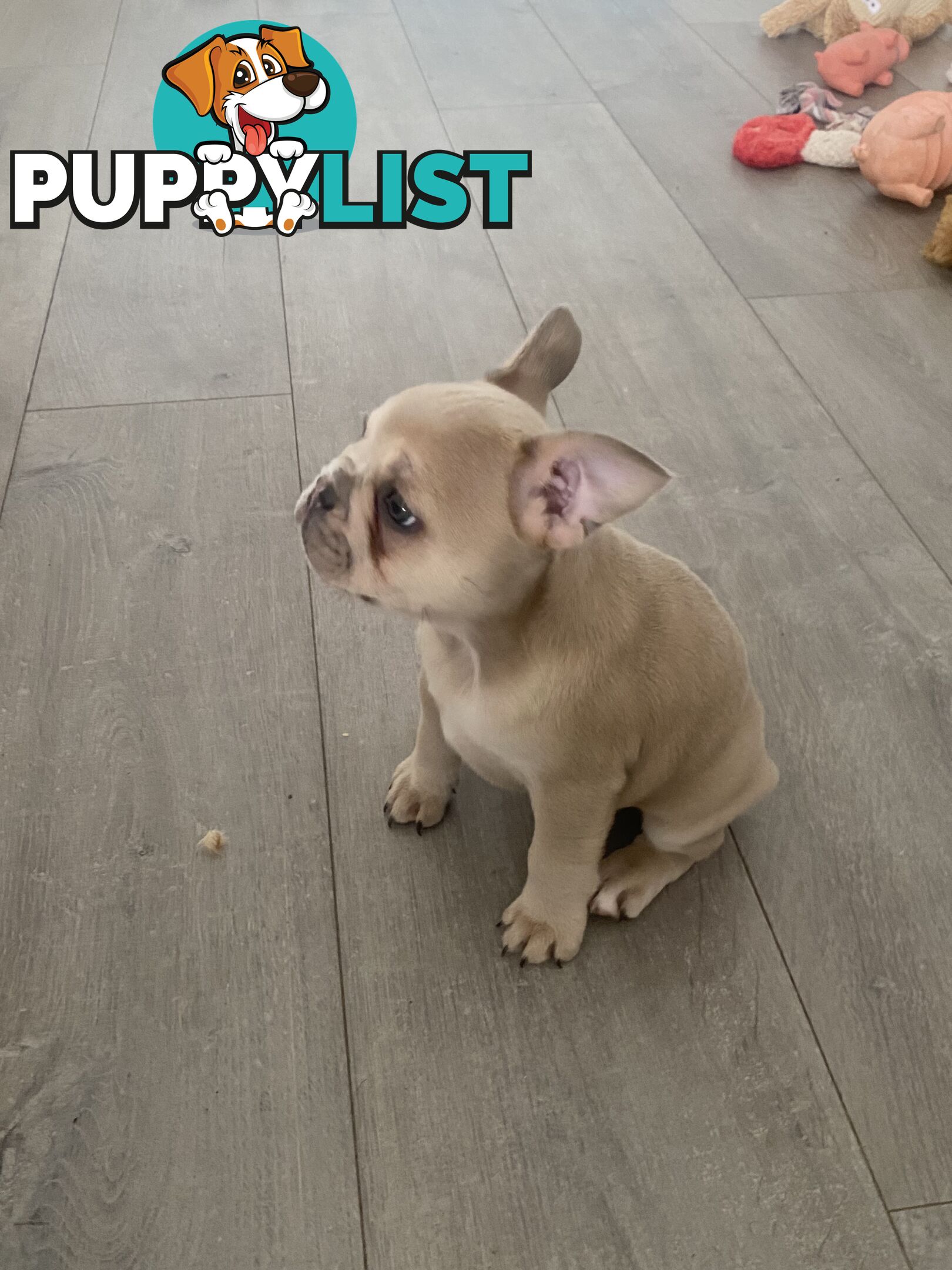French Bulldog puppies