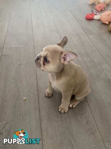 French Bulldog puppies