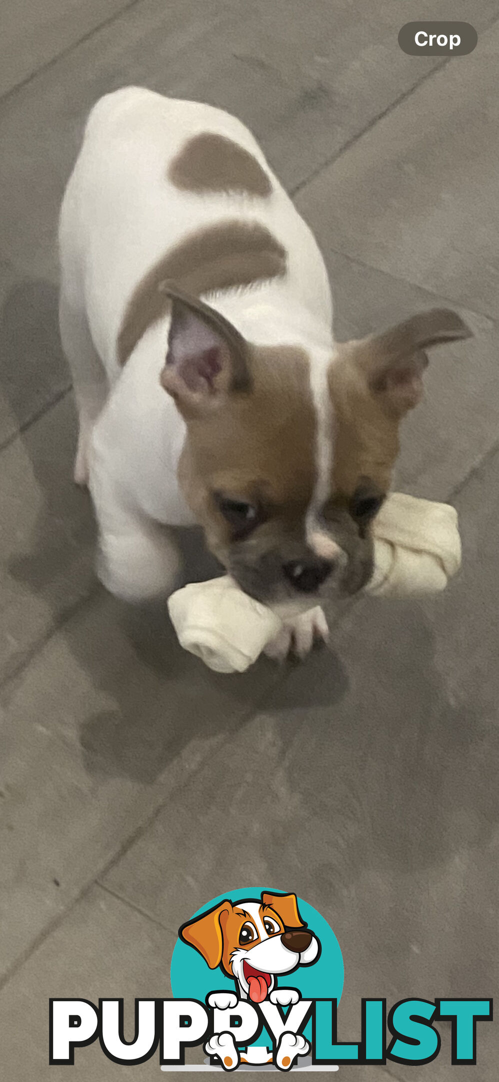 French Bulldog puppies