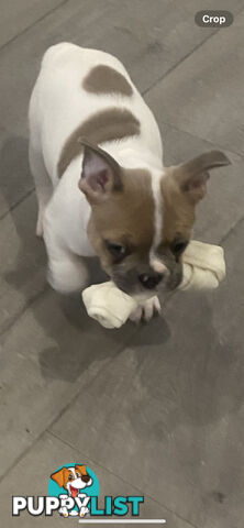 French Bulldog puppies