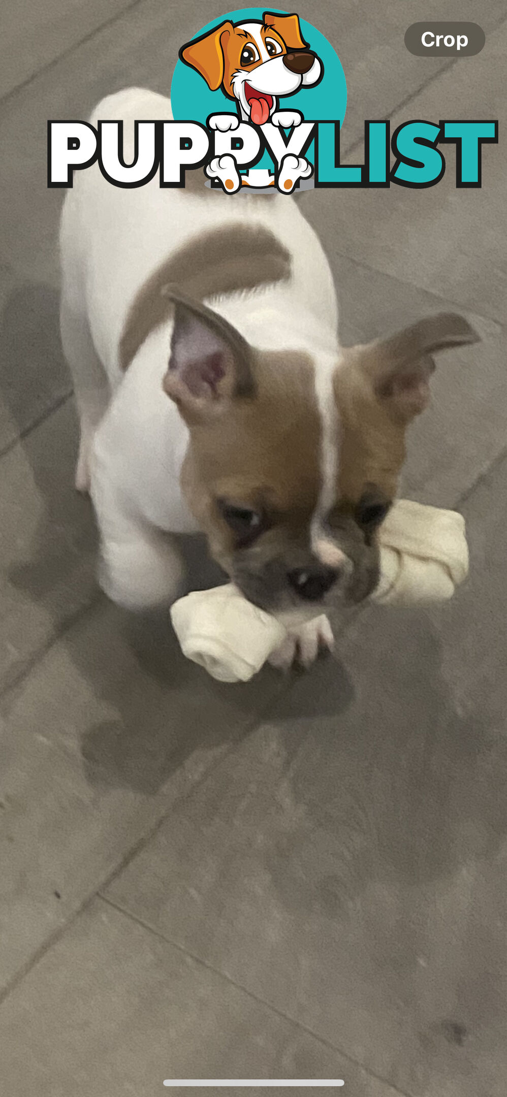 French Bulldog puppies