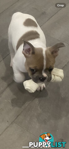French Bulldog puppies