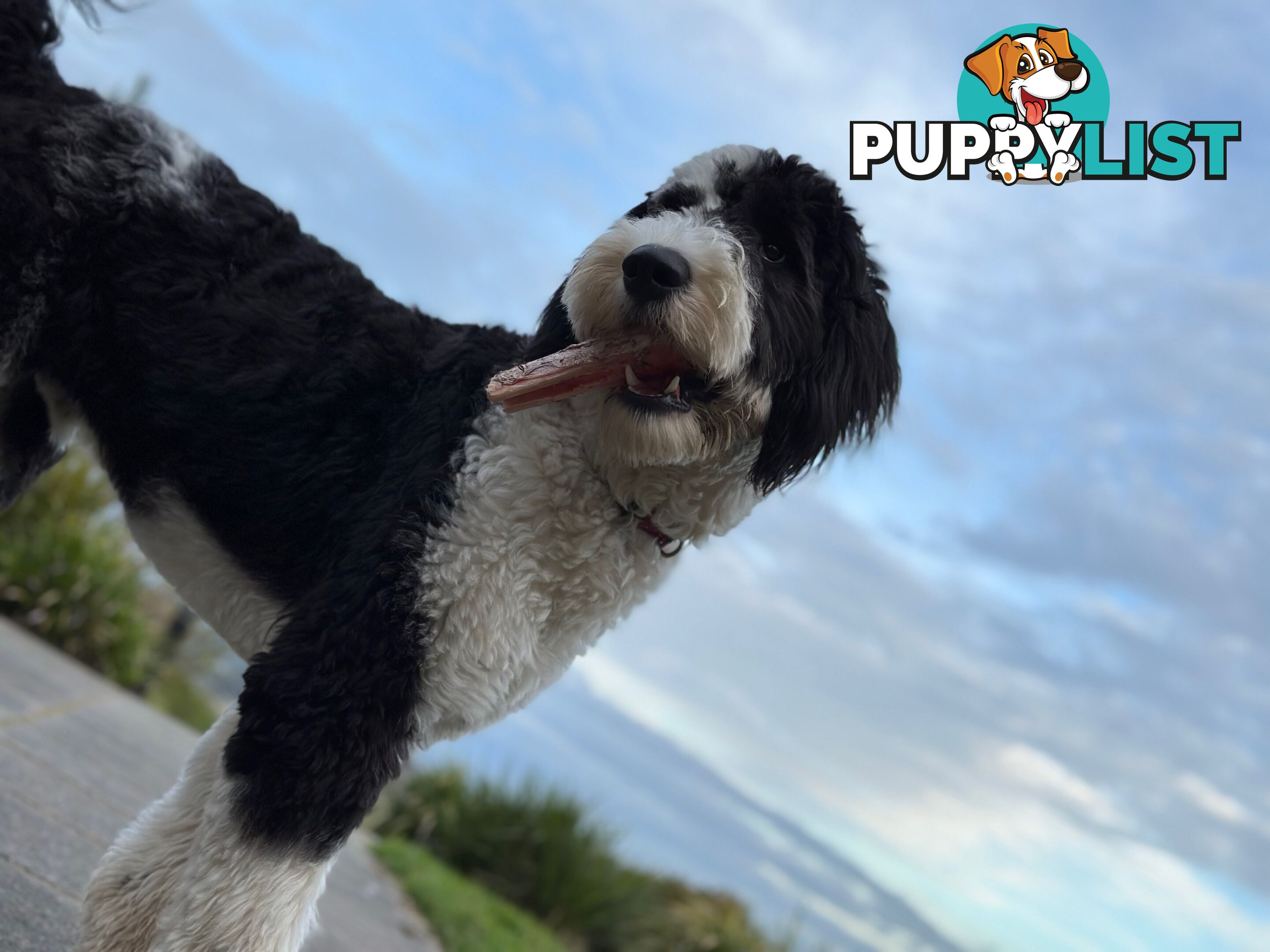 Meet Enzo – Our Beautiful, Affectionate 3-Year-Old F1 Sheepadoodle