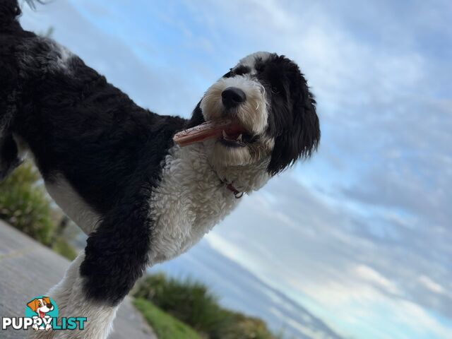 Meet Enzo – Our Beautiful, Affectionate 3-Year-Old F1 Sheepadoodle