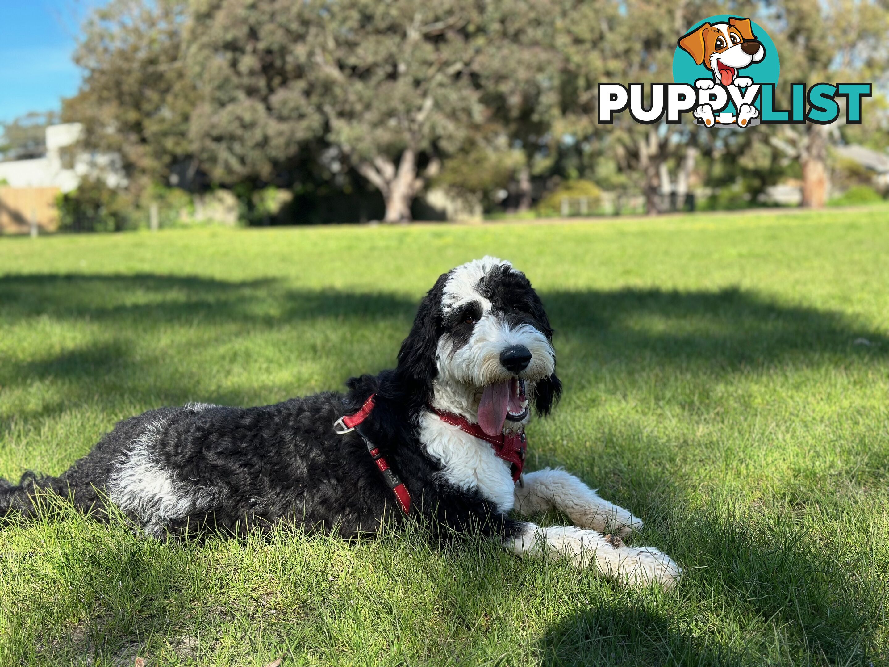 Meet Enzo – Our Beautiful, Affectionate 3-Year-Old F1 Sheepadoodle