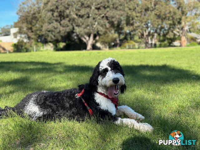 Meet Enzo – Our Beautiful, Affectionate 3-Year-Old F1 Sheepadoodle