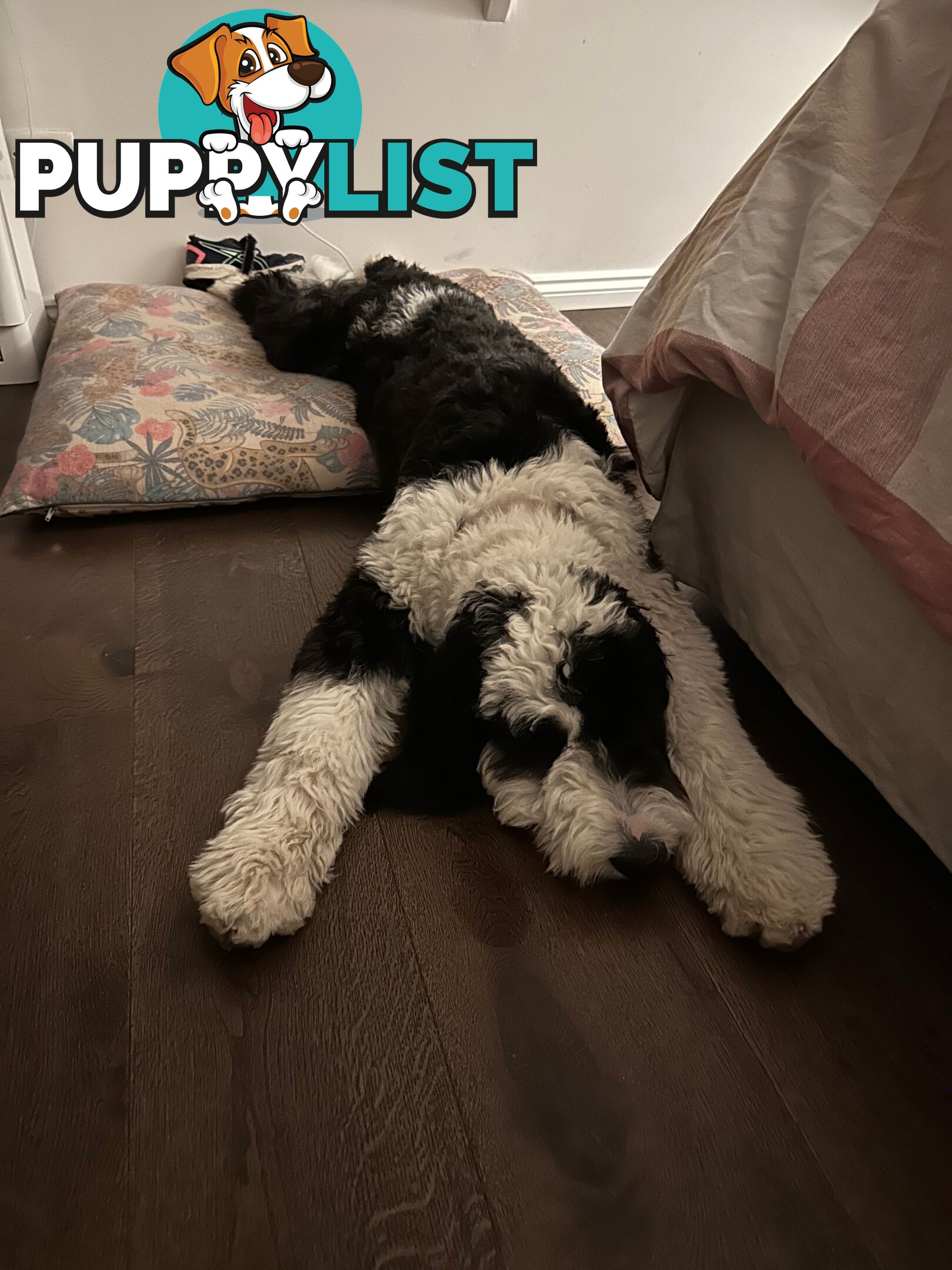 Meet Enzo – Our Beautiful, Affectionate 3-Year-Old F1 Sheepadoodle