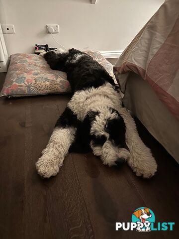 Meet Enzo – Our Beautiful, Affectionate 3-Year-Old F1 Sheepadoodle