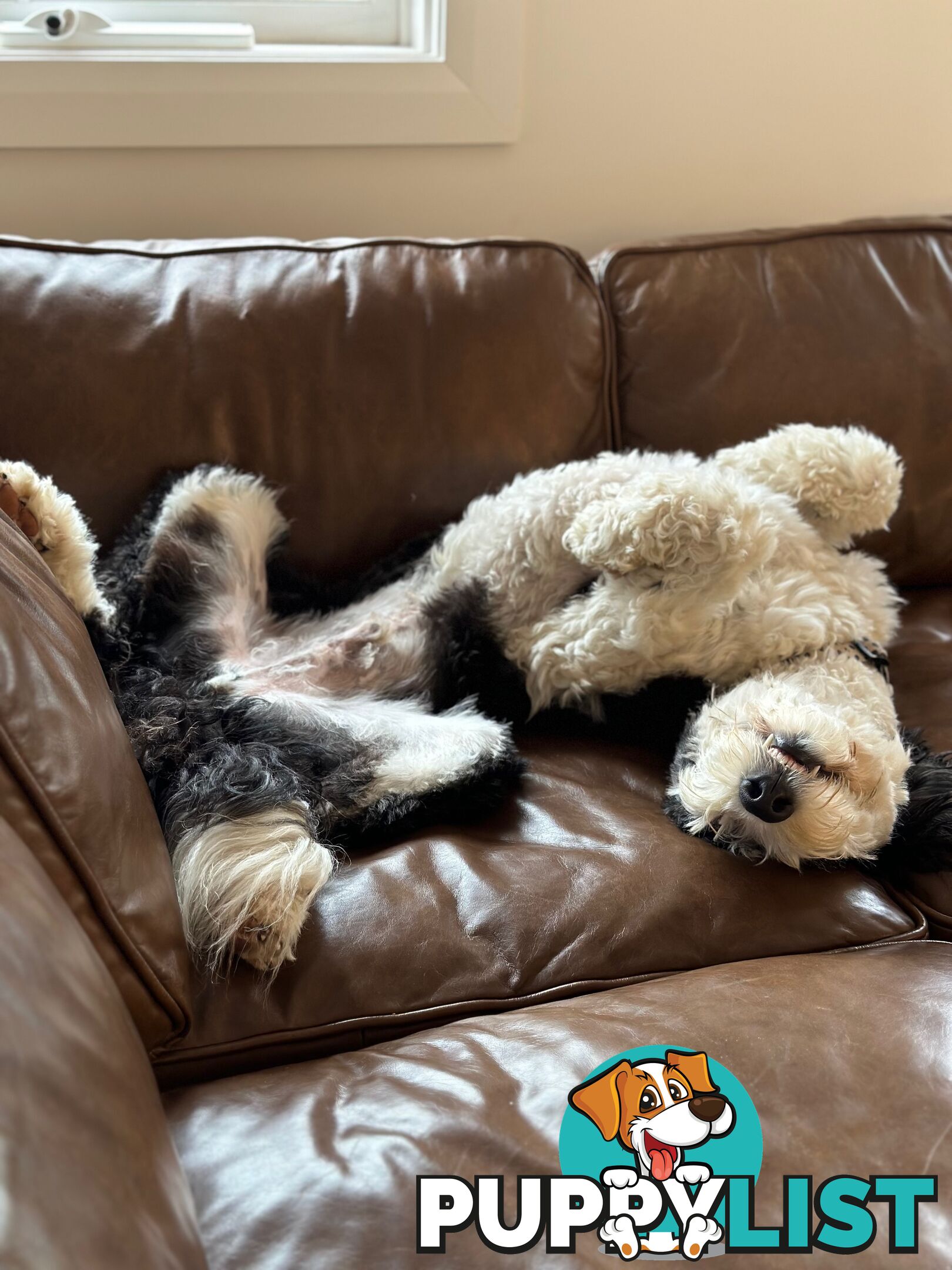 Meet Enzo – Our Beautiful, Affectionate 3-Year-Old F1 Sheepadoodle