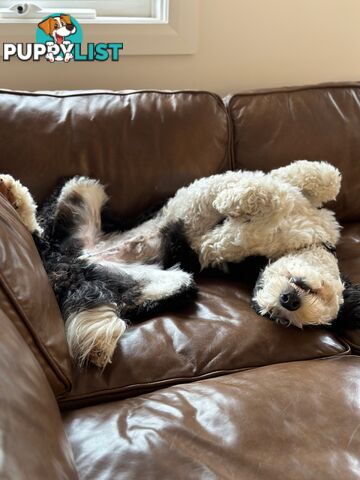 Meet Enzo – Our Beautiful, Affectionate 3-Year-Old F1 Sheepadoodle