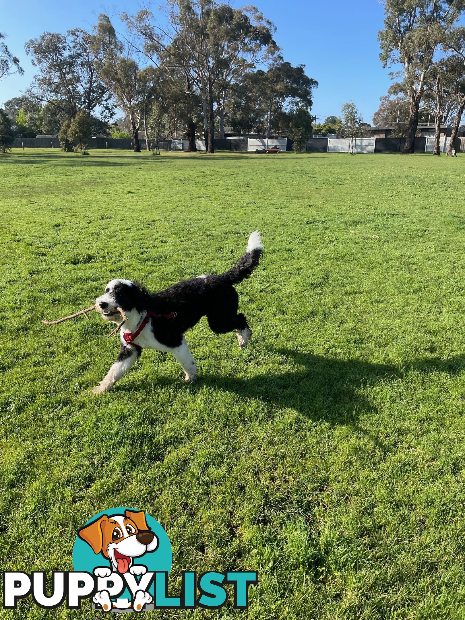 Meet Enzo – Our Beautiful, Affectionate 3-Year-Old F1 Sheepadoodle
