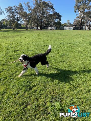 Meet Enzo – Our Beautiful, Affectionate 3-Year-Old F1 Sheepadoodle