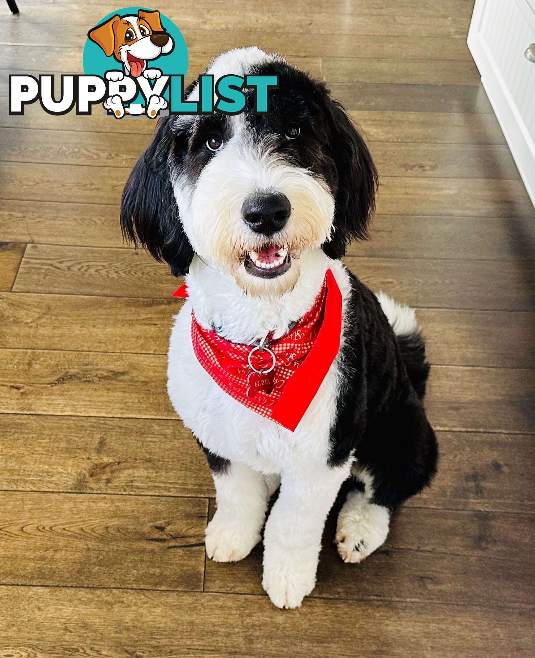 Meet Enzo – Our Beautiful, Affectionate 3-Year-Old F1 Sheepadoodle