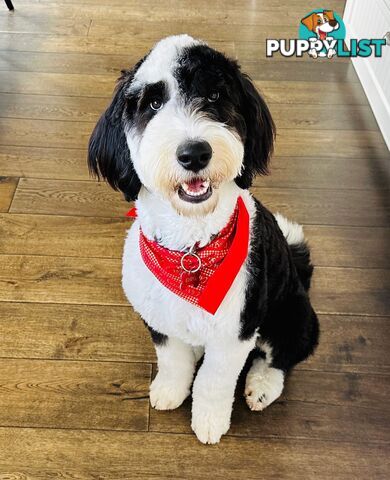 Meet Enzo – Our Beautiful, Affectionate 3-Year-Old F1 Sheepadoodle