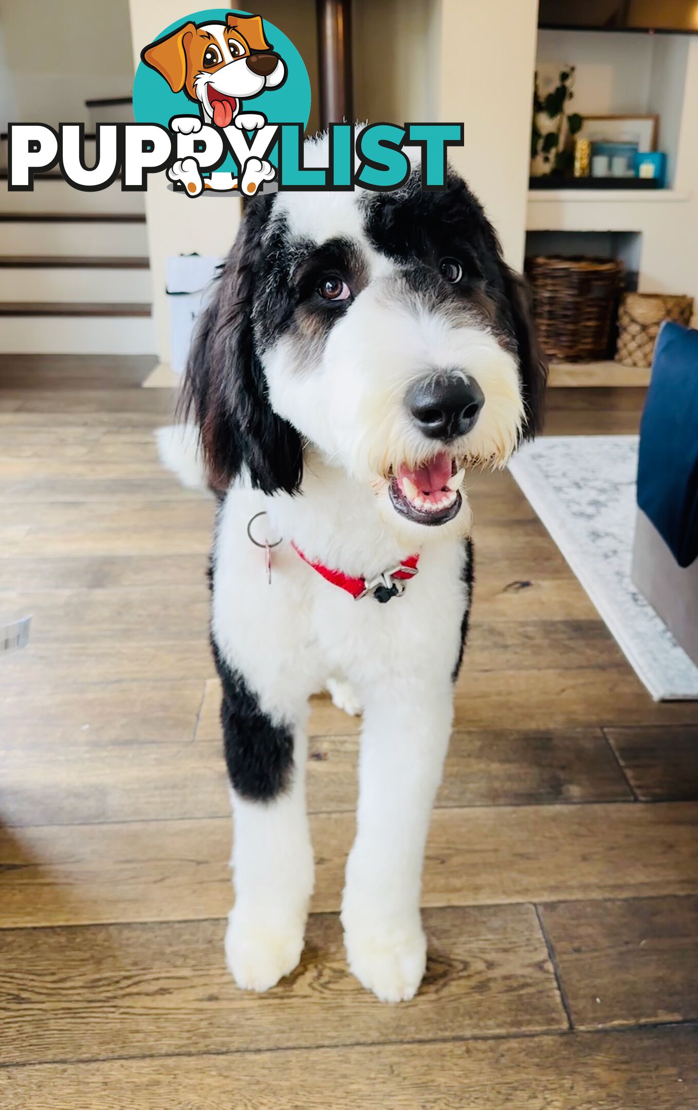 Meet Enzo – Our Beautiful, Affectionate 3-Year-Old F1 Sheepadoodle