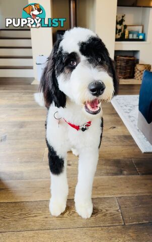 Meet Enzo – Our Beautiful, Affectionate 3-Year-Old F1 Sheepadoodle