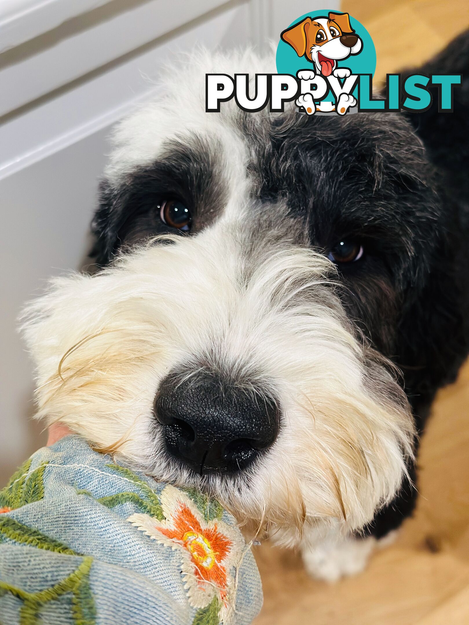 Meet Enzo – Our Beautiful, Affectionate 3-Year-Old F1 Sheepadoodle