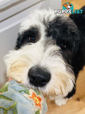 Meet Enzo – Our Beautiful, Affectionate 3-Year-Old F1 Sheepadoodle