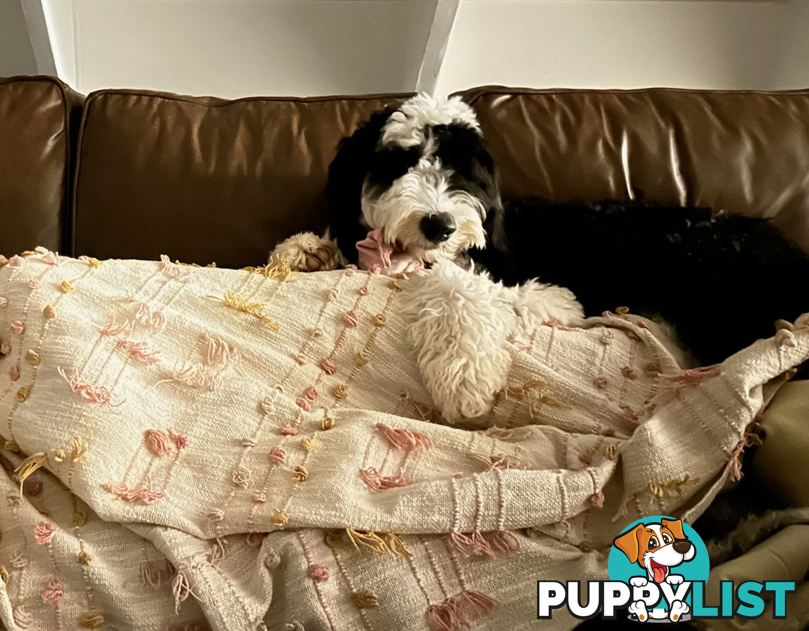 Meet Enzo – Our Beautiful, Affectionate 3-Year-Old F1 Sheepadoodle