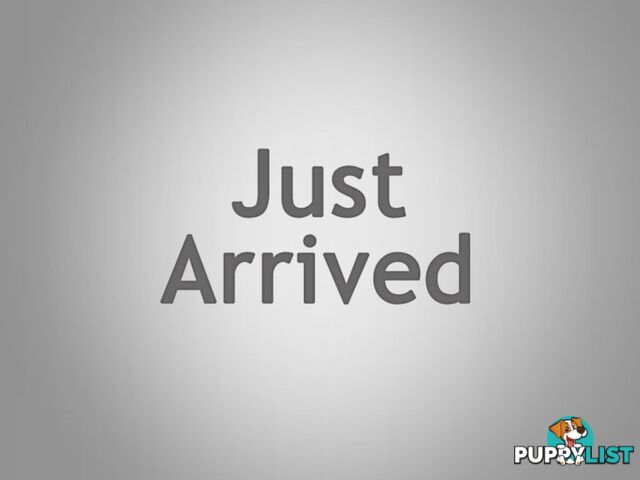 2009 SUZUKI SX4 HATCHBACK S HATCHBACK