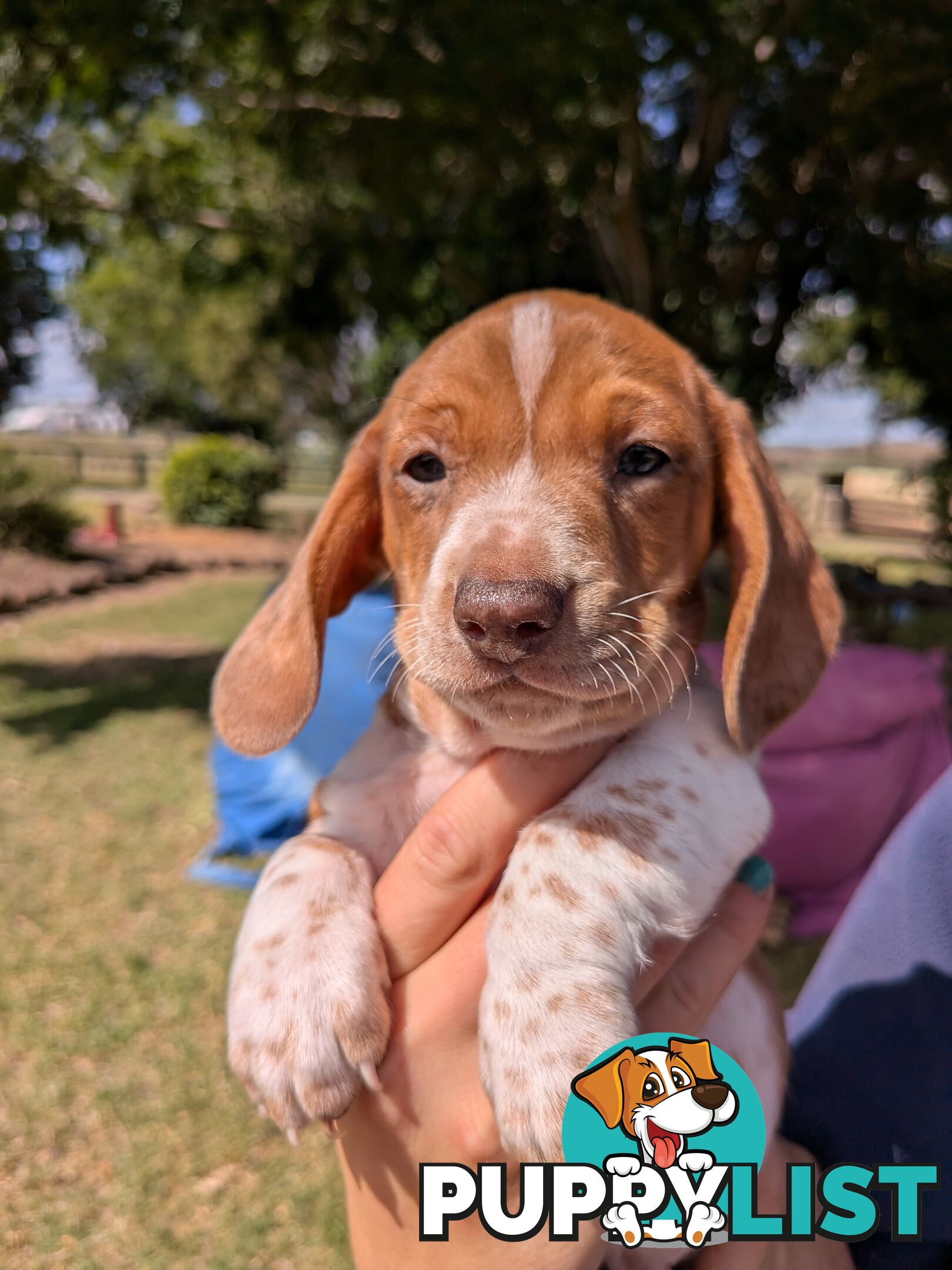 Mini Dachshund pups