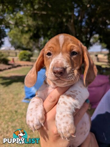 Mini Dachshund pups