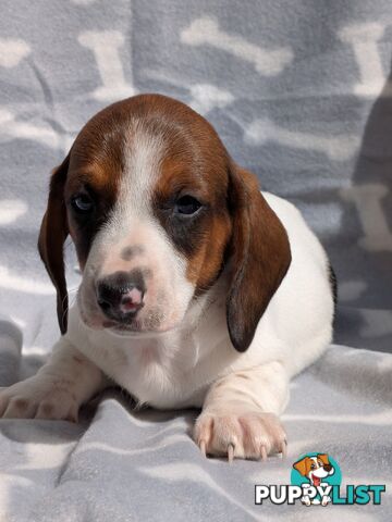 Mini Dachshund pups