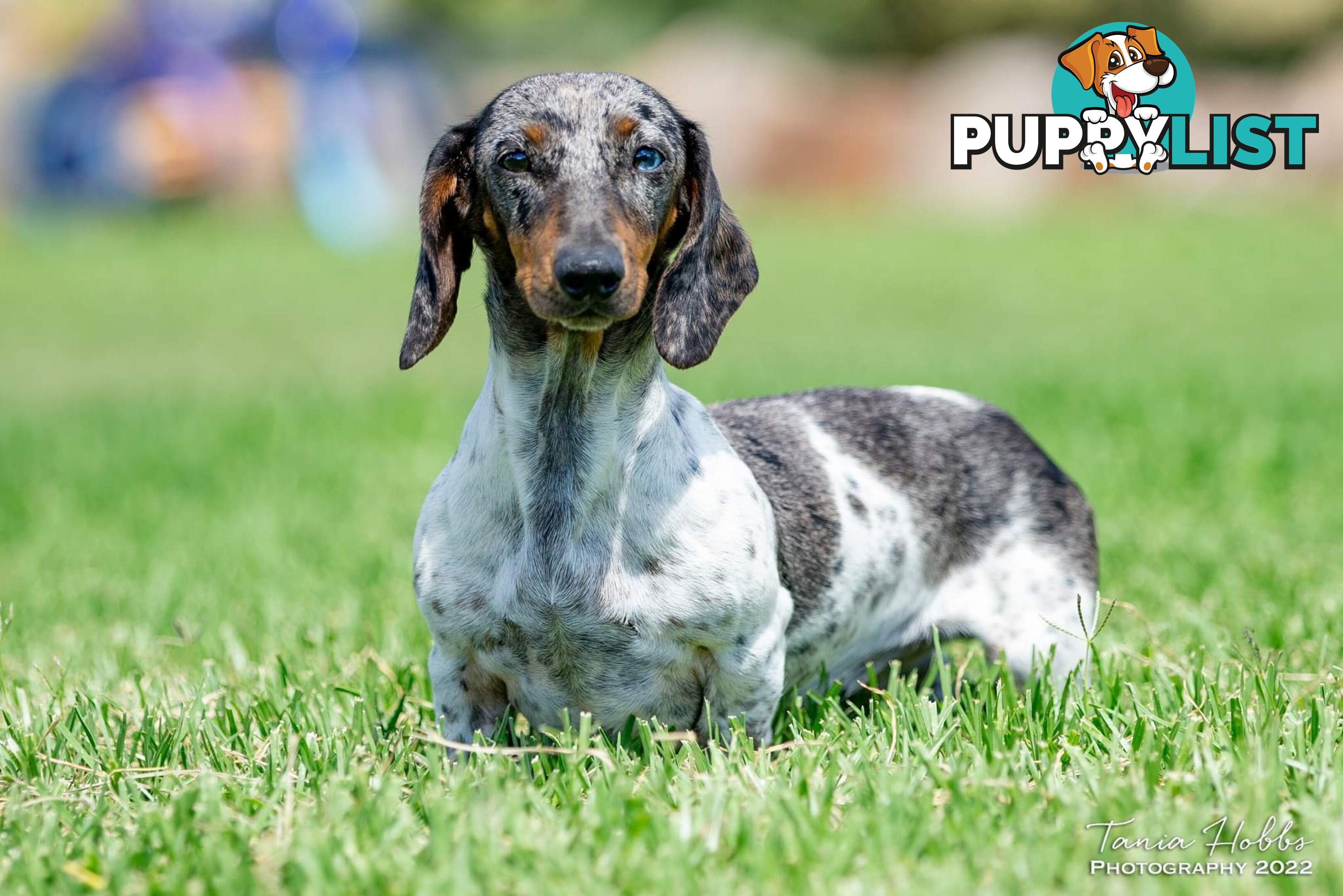 Mini Dachshund pups