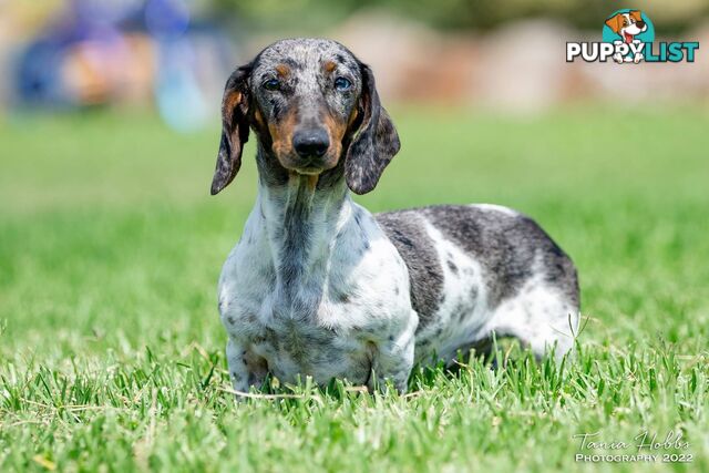 Mini Dachshund pups